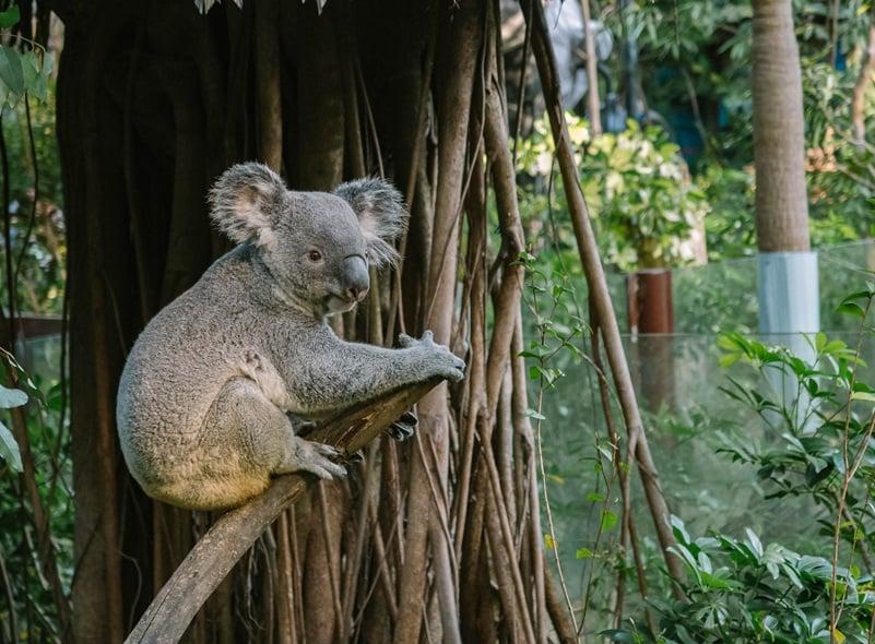 How UGL is protecting koalas